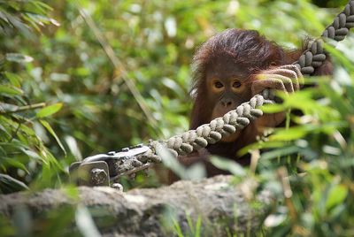 Close-up of monkey on tree