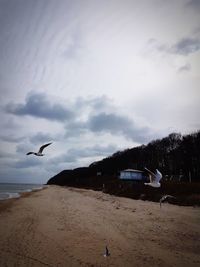 Seagulls flying over beach