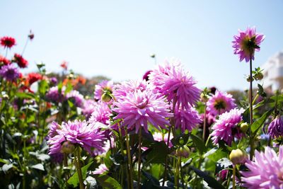 Close-up of pink flowering plants against sky