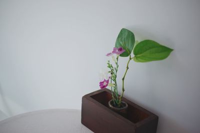 Close-up of potted plant on table at home