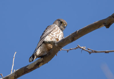 Juvenile hawk is perched high in a tree on a sunny day in the woods