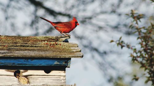 Cardinal on birdhouse