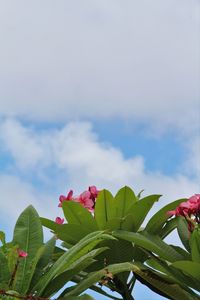 Low angle view of flowers