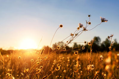 Close-up of flowering plants on field against sky during sunset