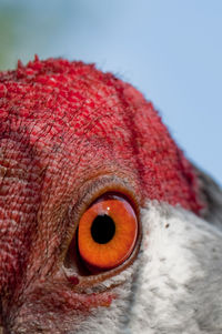 Close up of a bird eye