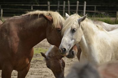 Close-up of horses