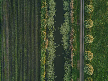 Full frame shot of plants growing on field