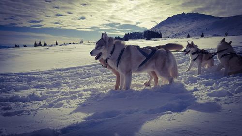 Horses on snow covered landscape against sky