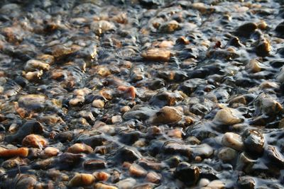 Full frame shot of pebbles on beach