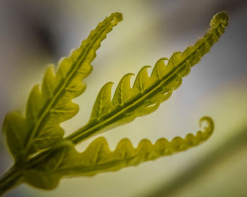 Close-up of fresh green leaves