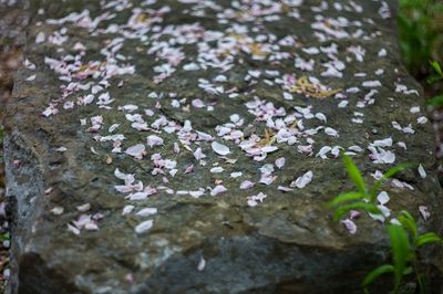 Close-up of flowers