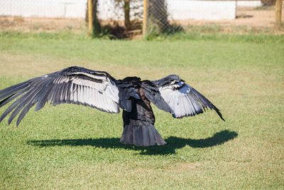 Rear view of vulture flying on over grassy field