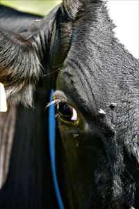 Close-up portrait of cow