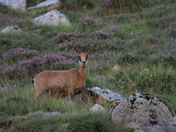 Portrait of an animal on field