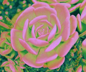 Close-up of pink flowers