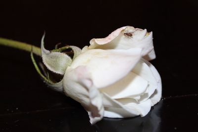 Close-up of white flower over black background