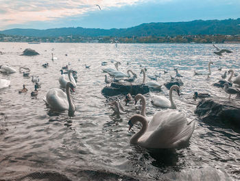 View of swans swimming in lake