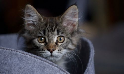 Close-up portrait of a cat