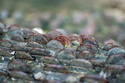 Close-up of shells