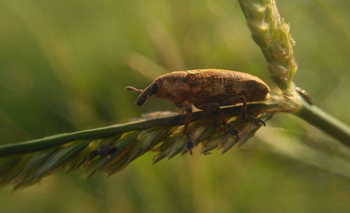 Close-up of caterpillar on leaf