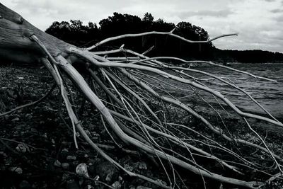 Bare trees on field against cloudy sky