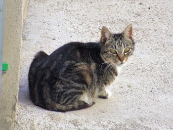 Portrait of cat sitting outdoors