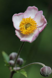 Close-up of pink flower blooming outdoors