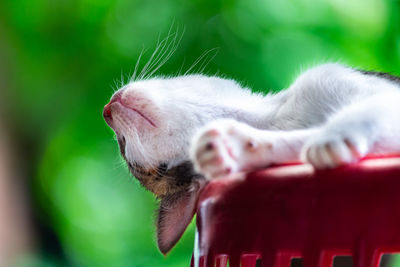 Close-up of a cat with eyes closed