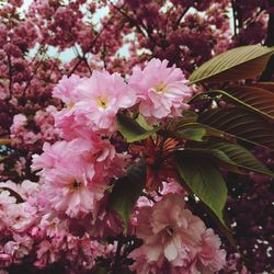 Low angle view of pink flowers blooming on tree