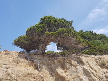 Tree on rock against sky