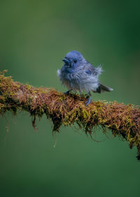 Close-up of bird perching on a plant