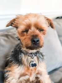 Close-up portrait of a dog