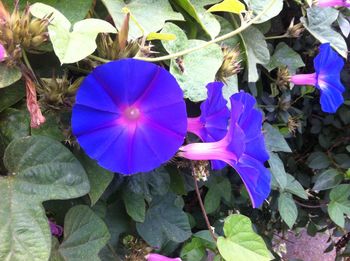 Close-up of blue flower plant