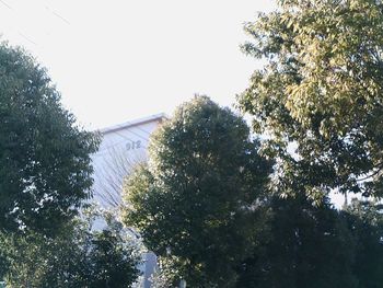 Low angle view of trees against sky on sunny day