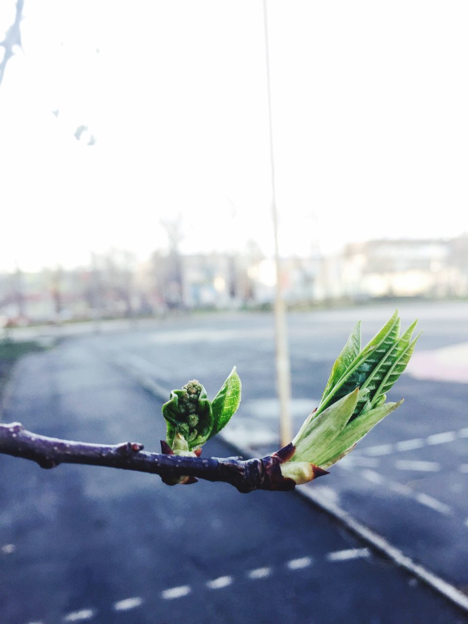 focus on foreground, close-up, plant, leaf, growth, stem, water, nature, freshness, green color, selective focus, bud, growing, day, fragility, outdoors, no people, beauty in nature, sky, twig