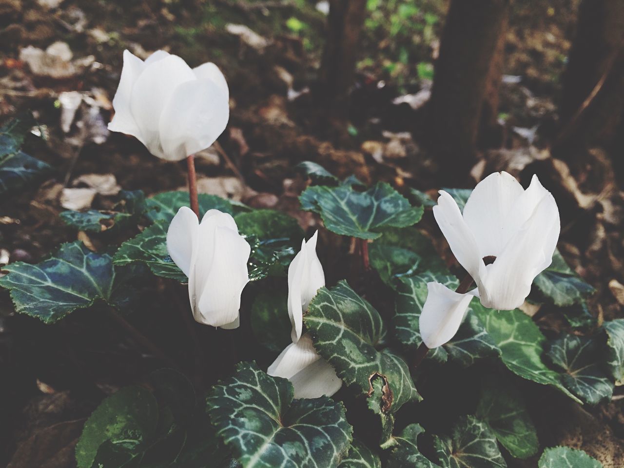 flower, growth, petal, fragility, leaf, white color, freshness, nature, flower head, beauty in nature, close-up, focus on foreground, plant, mushroom, fungus, field, blooming, stem, botany, day