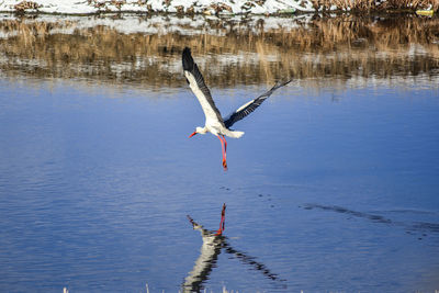 Bird flying over lake