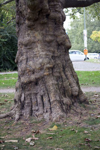 Close-up of tree trunk