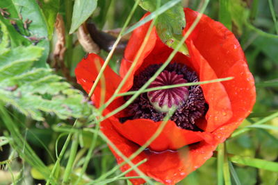 Close-up of red flower