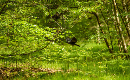 Close-up of bird on plant in forest