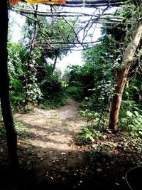 Dirt road amidst trees in forest