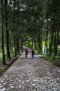 Rear view of people walking on footpath amidst trees in forest