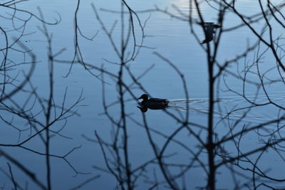 Bird perching on bare tree against lake