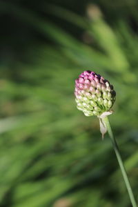 Close-up of purple flower buds