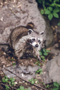 Close-up portrait of cat on tree