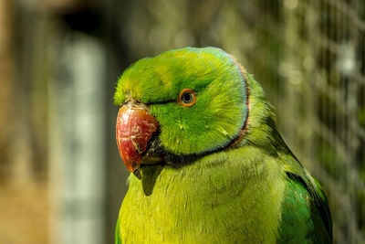 Colorful parrot