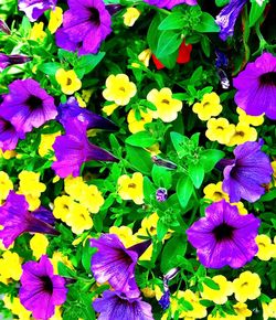 Full frame shot of multi colored flowers blooming outdoors