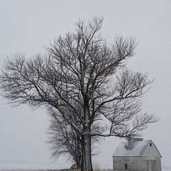 Low angle view of bare trees against the sky