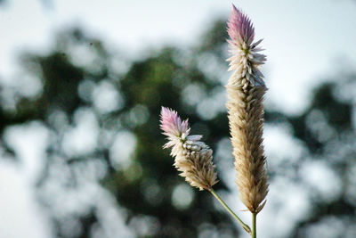 Close-up of flower against sky