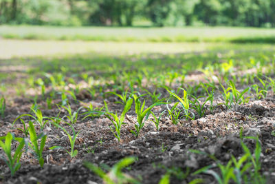 Plants growing on field